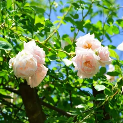 Rosier grimpant 'New Dawn' - Un mur fleuri sans effort