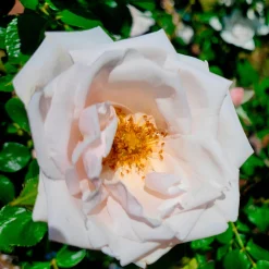 Rosier grimpant 'New Dawn' - Un mur fleuri sans effort