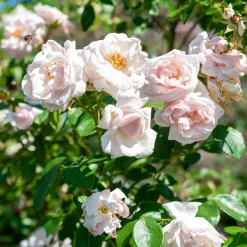Rosier grimpant 'New Dawn' - Un mur fleuri sans effort