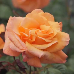 Rosier grimpant Orange Climber - Un mur de fleurs orange