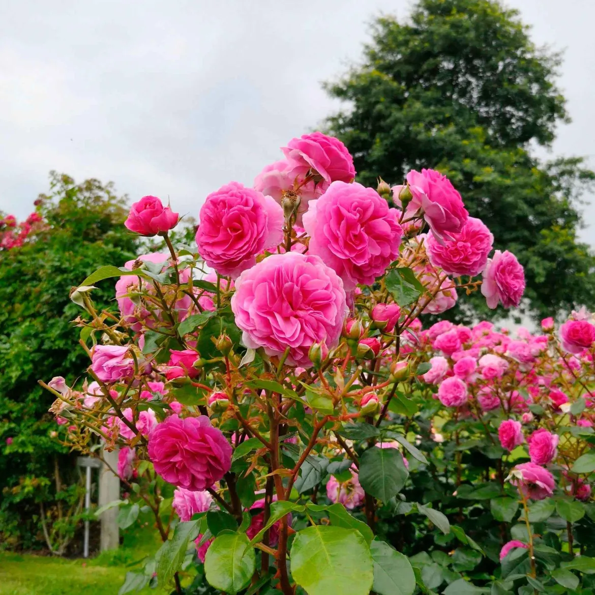 Rosier grimpant 'Ozeana' - Un mur de roses parfumées