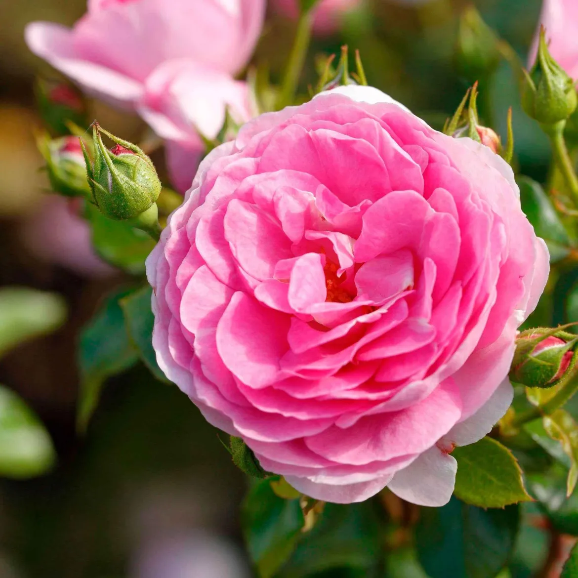 Rosier grimpant 'Ozeana' - Un mur de roses parfumées
