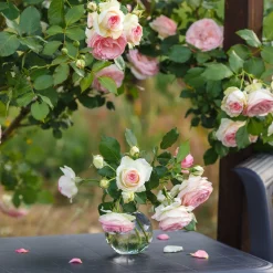 Rosier grimpant Pierre de Ronsard® - La rose romantique par excellence