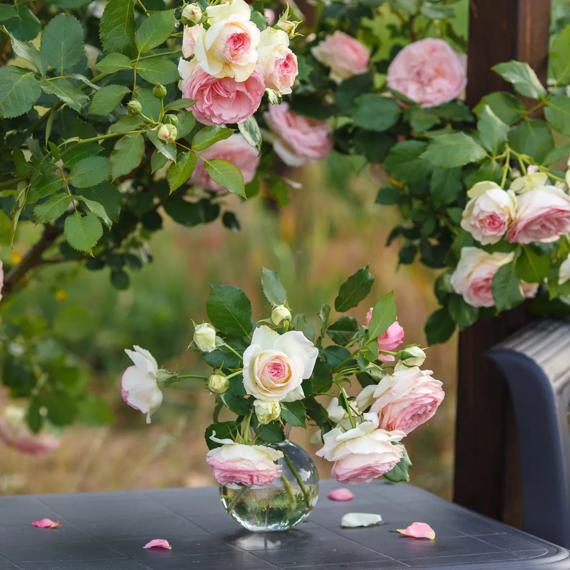 Rosier grimpant Pierre de Ronsard® - La rose romantique par excellence
