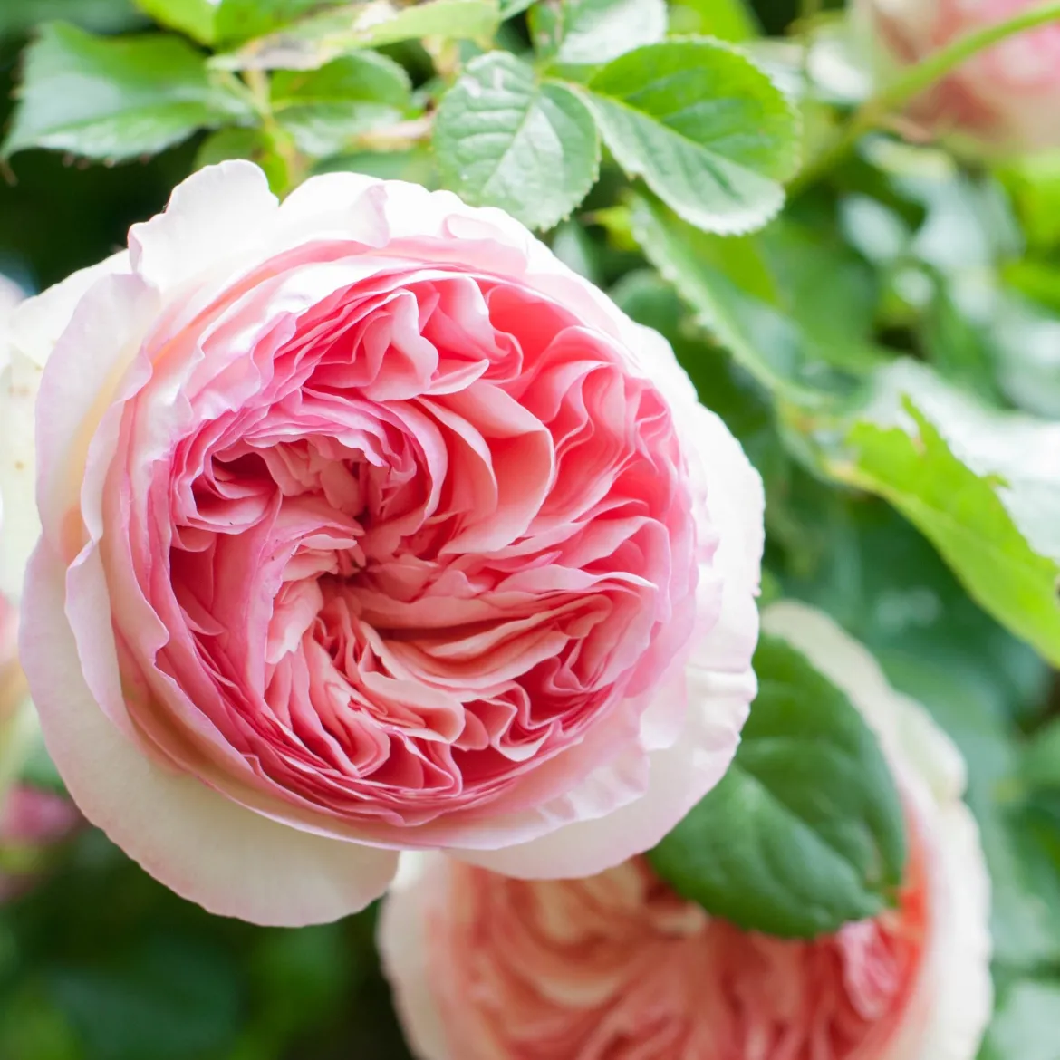 Rosier grimpant Pierre de Ronsard® - La rose romantique par excellence
