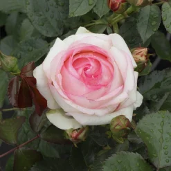 Rosier grimpant Pierre de Ronsard® - La rose romantique par excellence