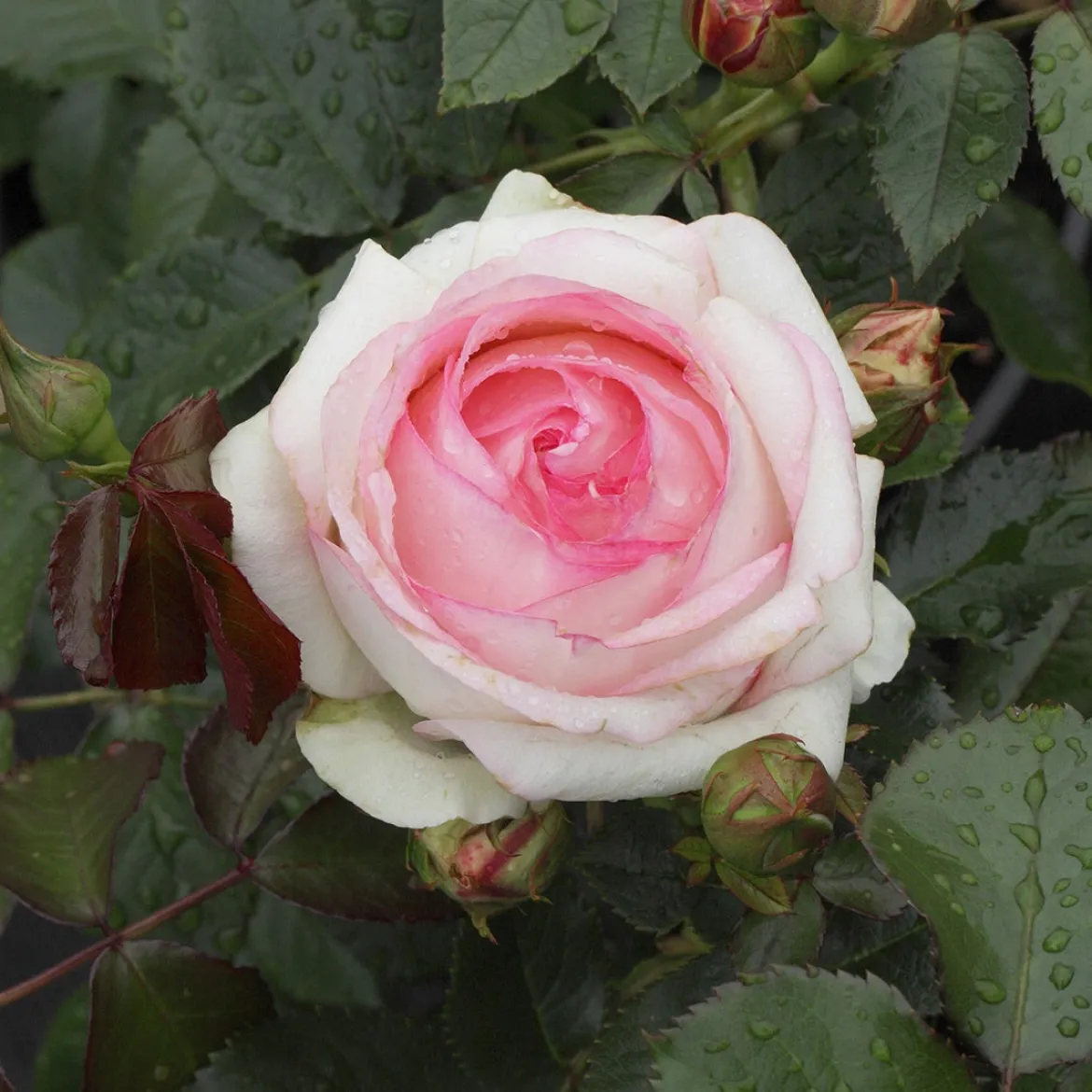 Rosier grimpant Pierre de Ronsard® - La rose romantique par excellence