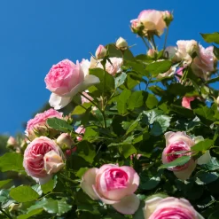 Rosier grimpant Pierre de Ronsard® - La rose romantique par excellence