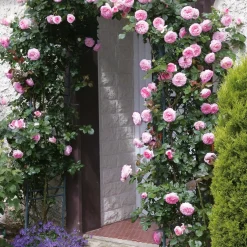 Rosier grimpant Pierre de Ronsard® - La rose romantique par excellence