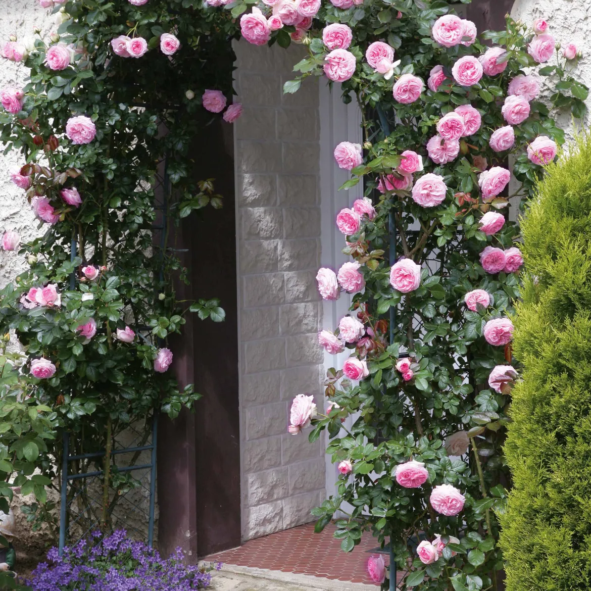 Rosier grimpant Pierre de Ronsard® - La rose romantique par excellence