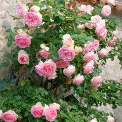 Rosier grimpant Pierre de Ronsard® - La rose romantique par excellence