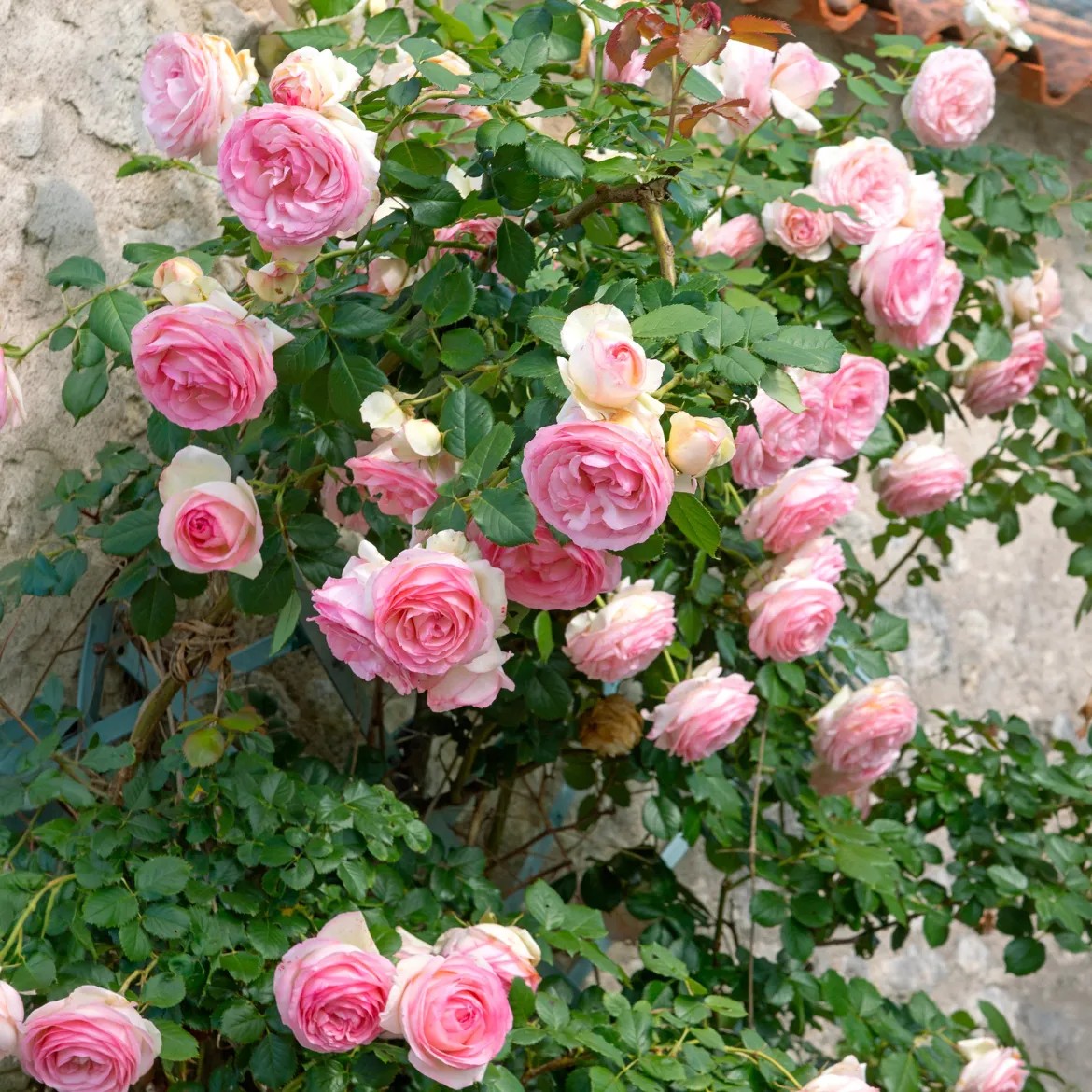 Rosier grimpant Pierre de Ronsard® - La rose romantique par excellence