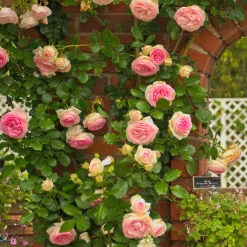 Rosier grimpant Pierre de Ronsard® - La rose romantique par excellence