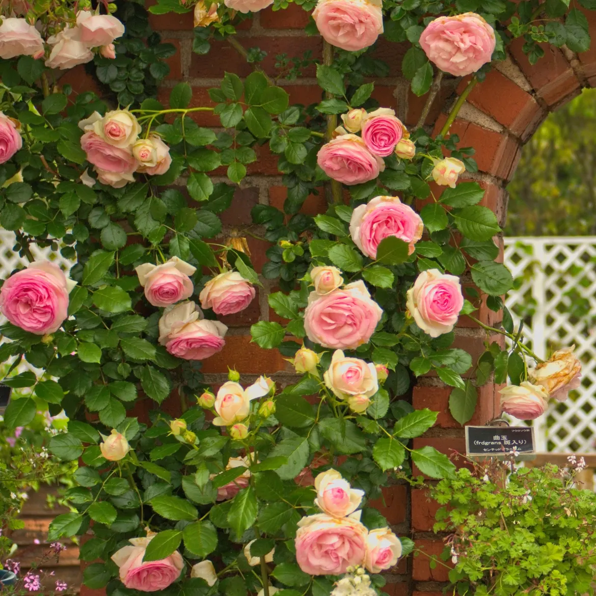 Rosier grimpant Pierre de Ronsard® - La rose romantique par excellence