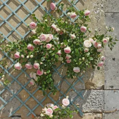 Rosier grimpant Pierre de Ronsard® - La rose romantique par excellence