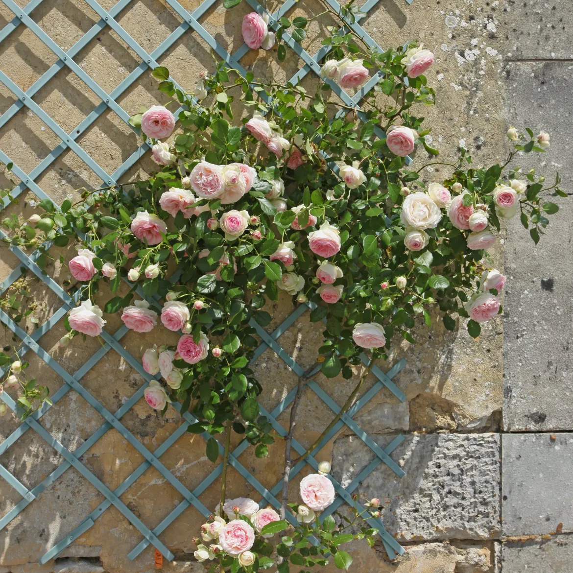 Rosier grimpant Pierre de Ronsard® - La rose romantique par excellence
