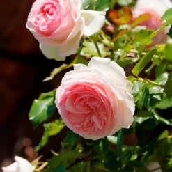 Rosier grimpant Pierre de Ronsard® - La rose romantique par excellence