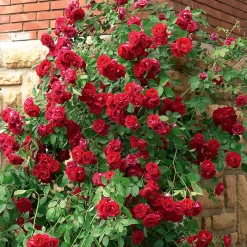 Rosier grimpant rouge - Un mur de roses rouges