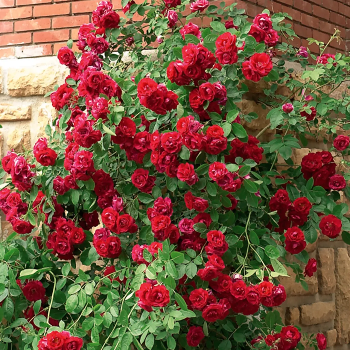 Rosier grimpant rouge - Un mur de roses rouges