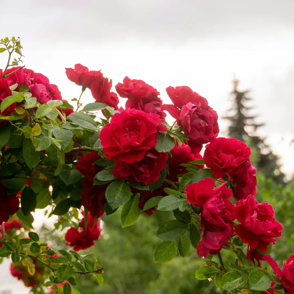Rosier grimpant rouge - Un mur de roses rouges