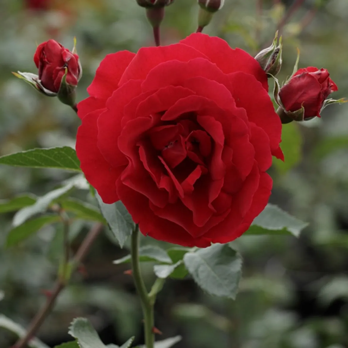 Rosier grimpant Sympathie® - Un mur de roses rouges