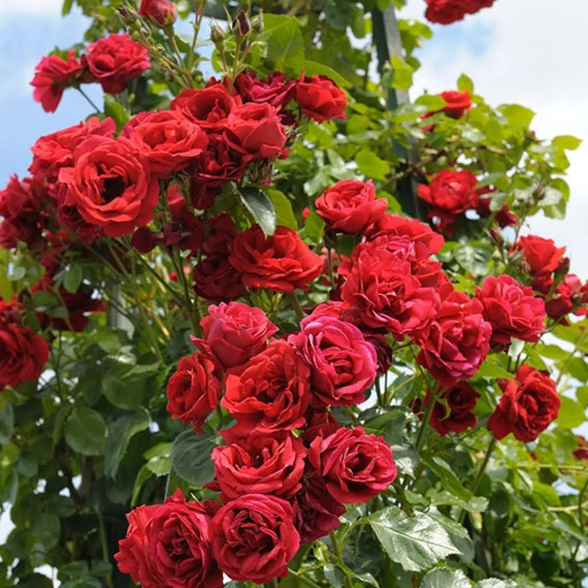 Rosier grimpant Sympathie® - Un mur de roses rouges