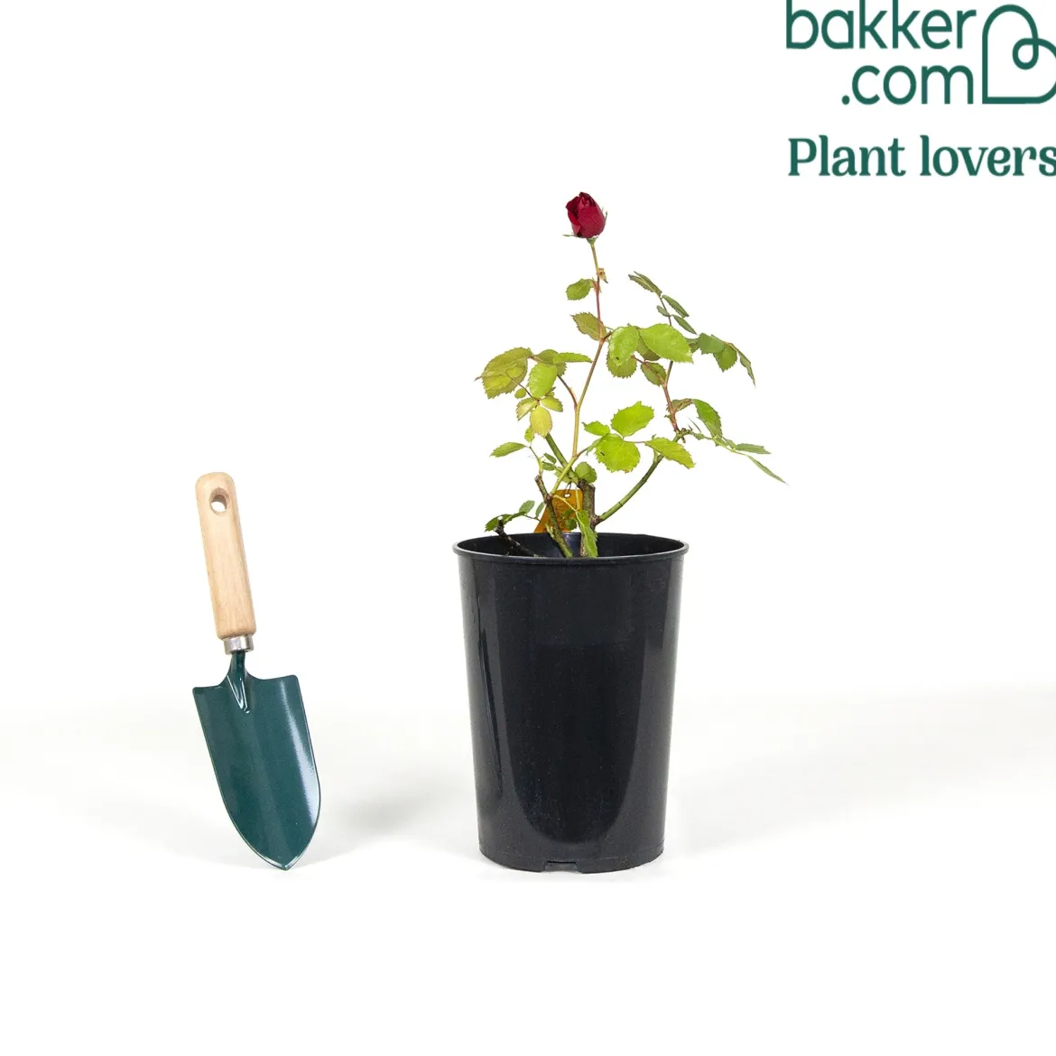 Rosier grimpant Sympathie® - Un mur de roses rouges