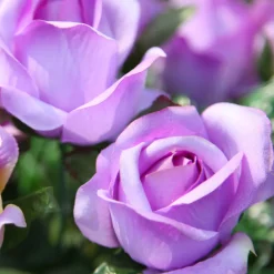 Rosier grimpant violet - Un mur de fleurs violettes