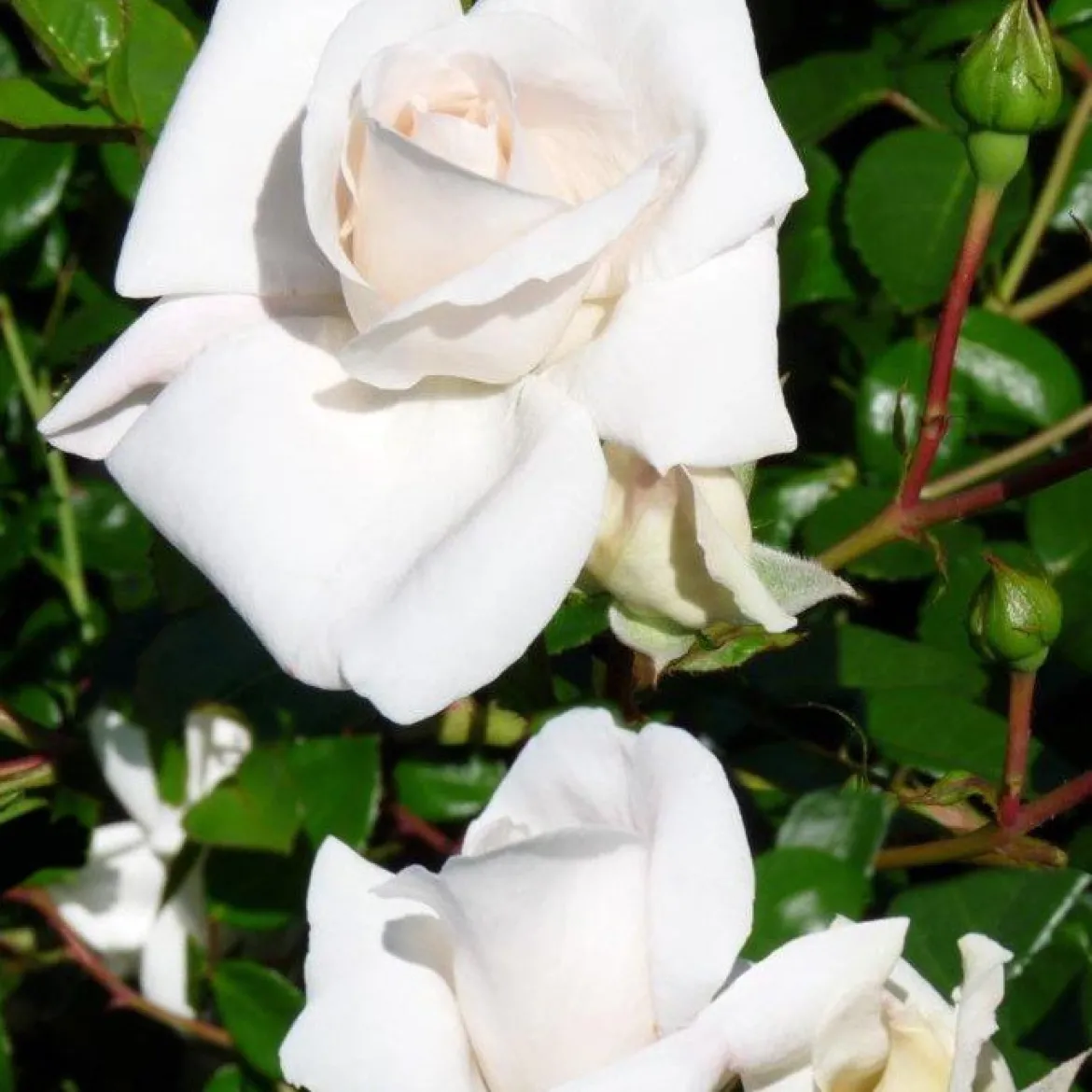 Rosier grimpant White New Dawn - Un mur fleuri tout l'été