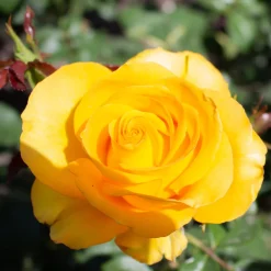 Rosier Hadangel - Le jaune qui fleurit tout l'été