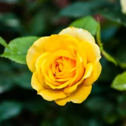 Rosier Hadangel - Le jaune qui fleurit tout l'été