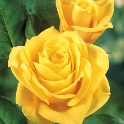 Rosier Hadangel - Le jaune qui fleurit tout l'été