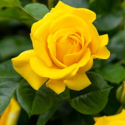 Rosier Hadangel - Le jaune qui fleurit tout l'été