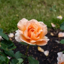 Rosier Just Joey ® - Grosses fleurs, parfum intense
