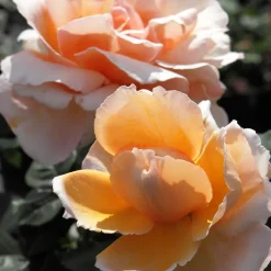 Rosier Just Joey ® - Grosses fleurs, parfum intense