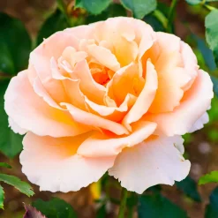 Rosier Just Joey ® - Grosses fleurs, parfum intense