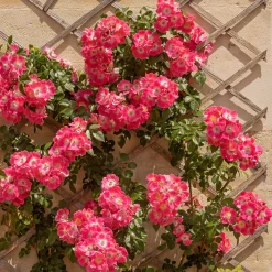 Rosier liane American Pillar - Un mur de roses en un été