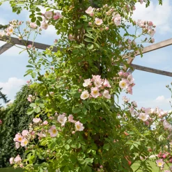Rosier liane Kew Rambler - Une cascade de roses parfumées
