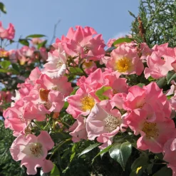 Rosier liane Kew Rambler - Une cascade de roses parfumées