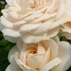 Rosier Lions-Rose ® - Fleurs crème tout l'été