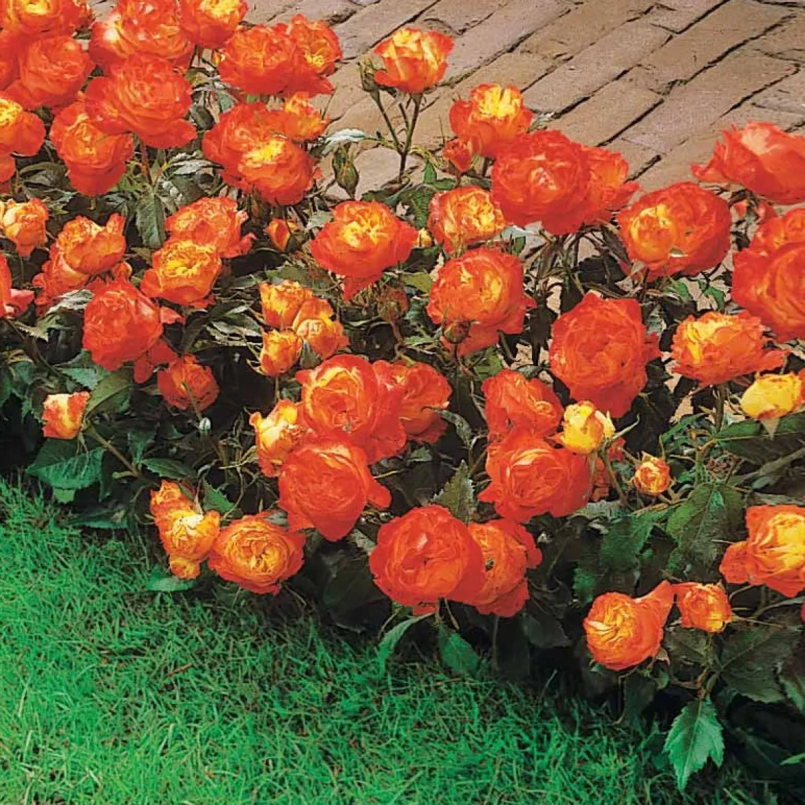 Rosier à massif Harlequin - Un massif orange tout l'été