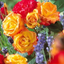 Rosier à massif Harlequin - Un massif orange tout l'été