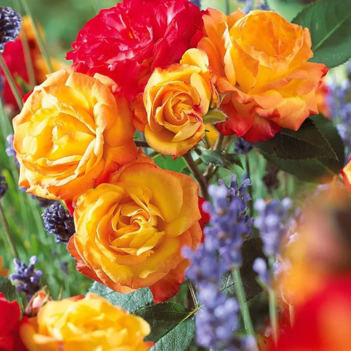 Rosier à massif Harlequin - Un massif orange tout l'été