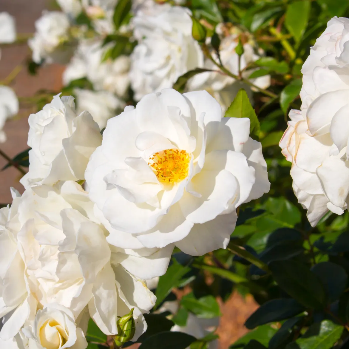 Rosier à massif Iceberg - Fleurs blanches tout l'été