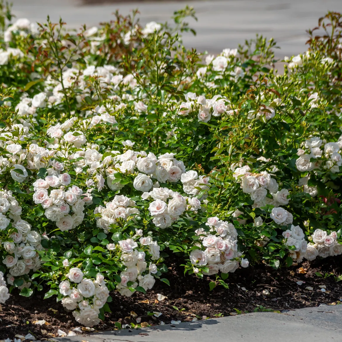 Rosier à massif Iceberg - Fleurs blanches tout l'été
