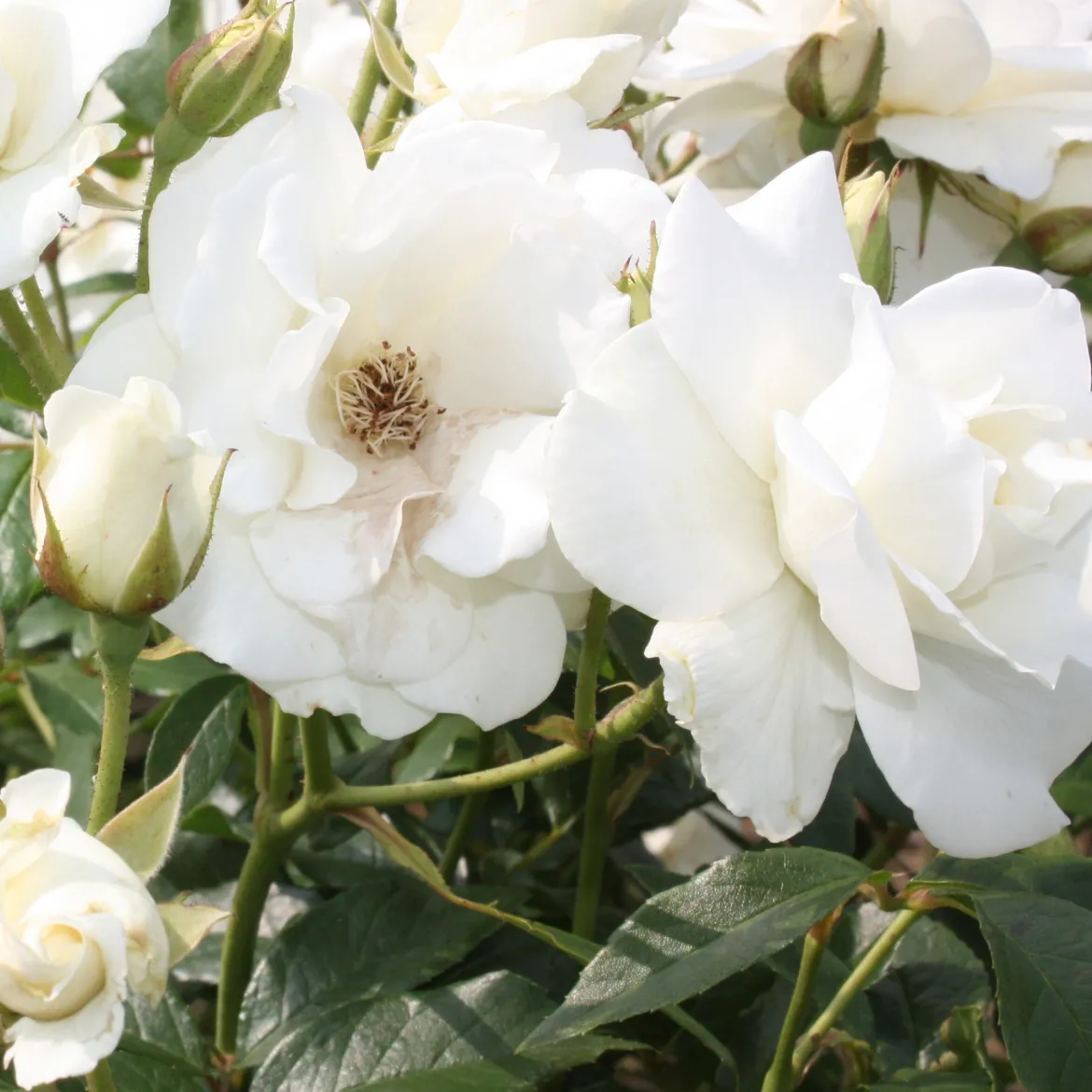 Rosier à massif Iceberg - Fleurs blanches tout l'été