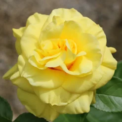 Rosier à massif jaune - Du jaune tout l'été