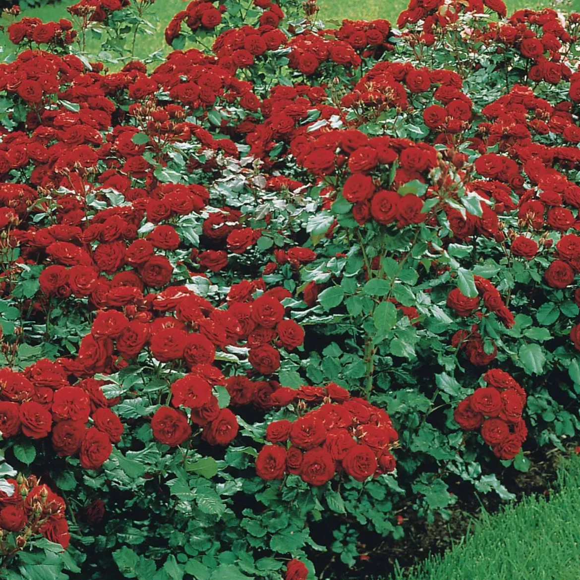 Rosier à massif Lilli Marleen - Massif rouge tout l'été