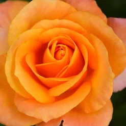 Rosier à massif orange - Un massif orange tout l'été