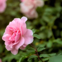 Rosier à massif rose - Un massif rose tout l'été